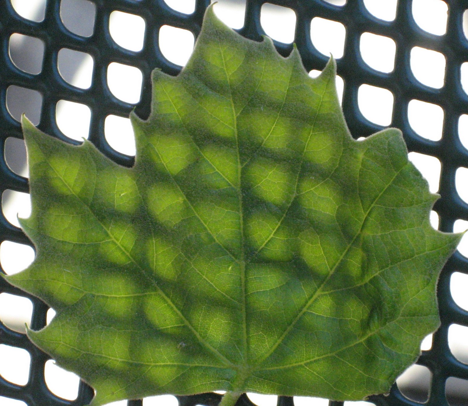 [green+leaf2+cropped.jpg]