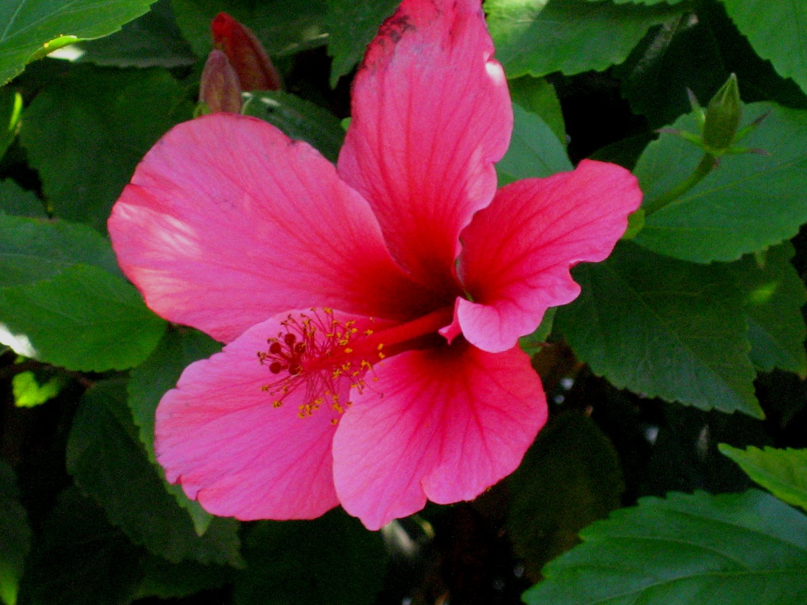 [hibiscus.jpg]