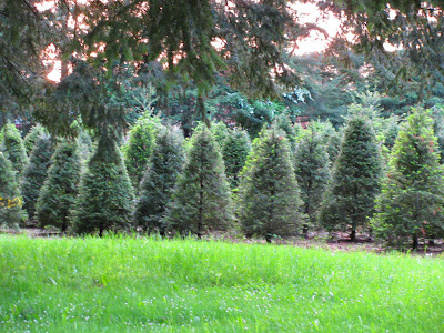 WILLOW'S COTTAGE: Acres and Acres of Green
