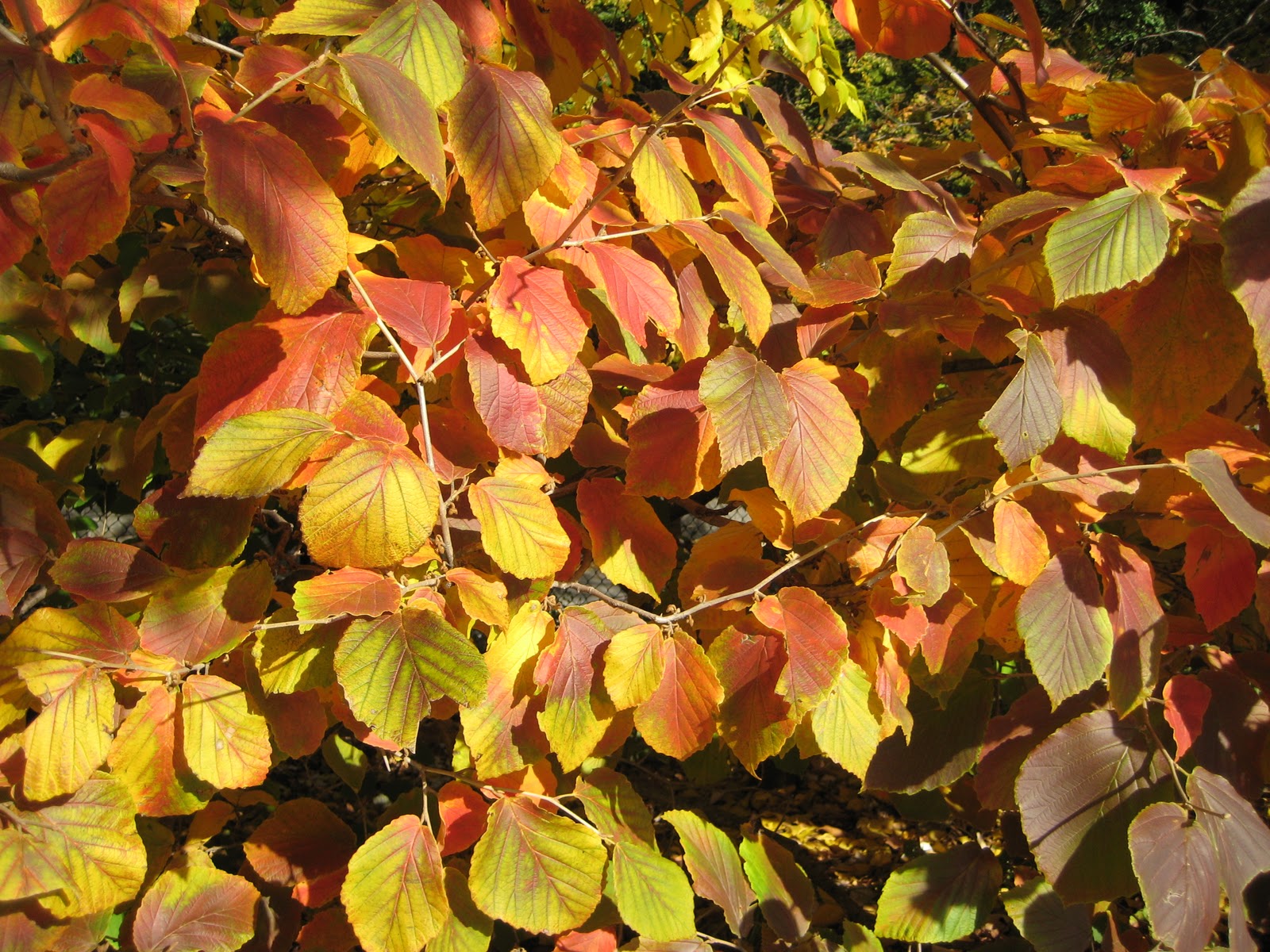 planted cloud Top Five Native Trees For Fall Color