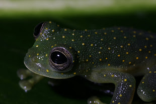 Sachatamia punctulata