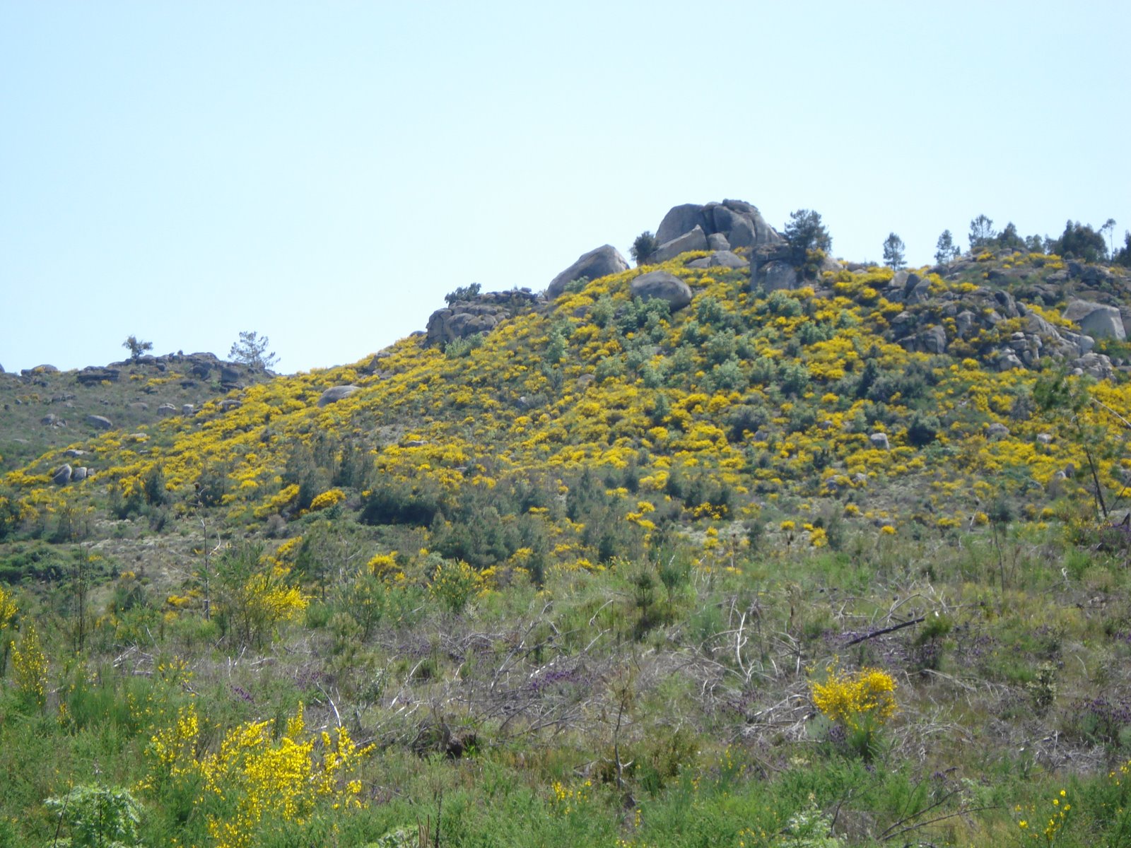 [Muitas+giestas.JPG]