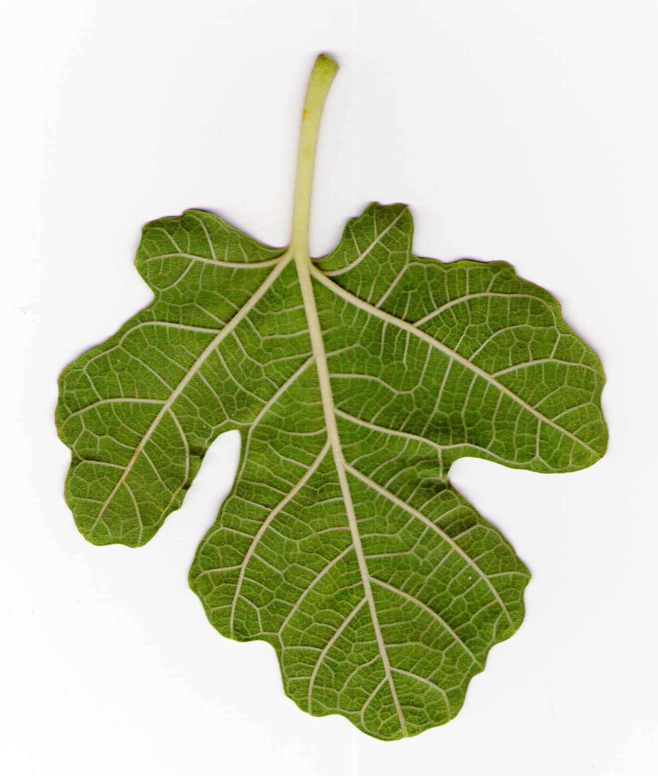 switsh idees Hojas de higo