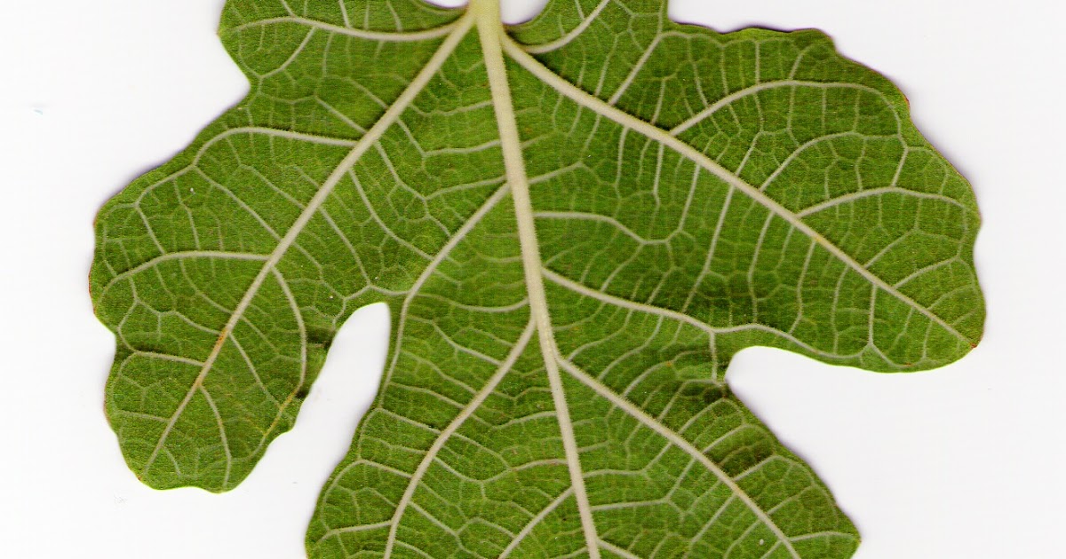 switsh idees Hojas de higo