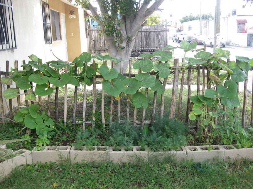 My Pumpkins and basil