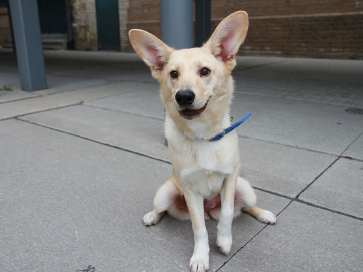 For adoption information on Eva and other dogs (and cats and other ... For adoption information on Eva and other dogs (and cats and other ...