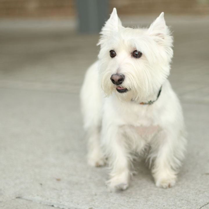 Unnamed West Highland Terrier Cute huh