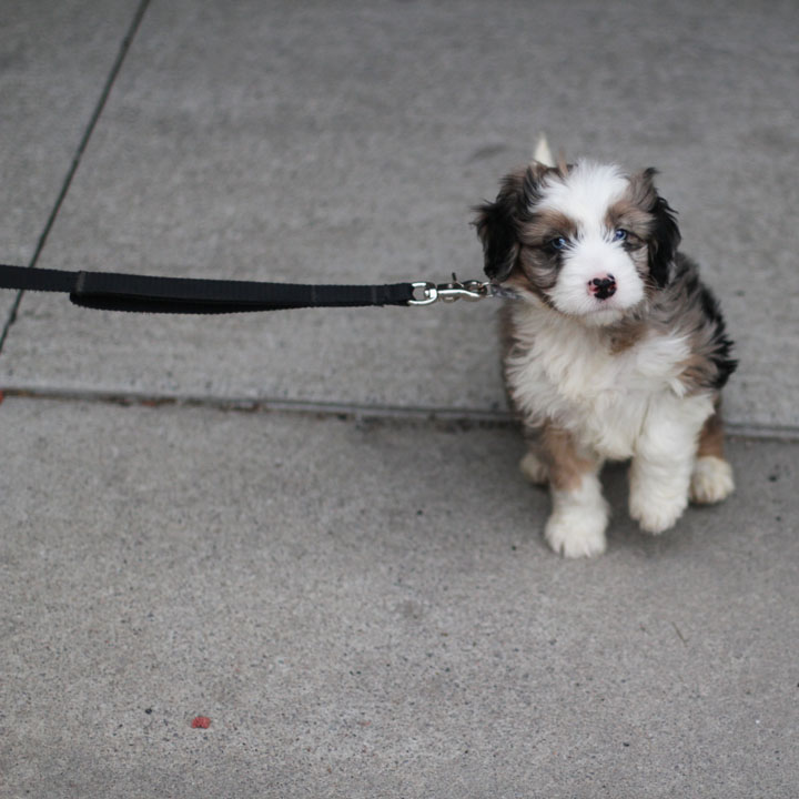 unnamed   australian shepherd