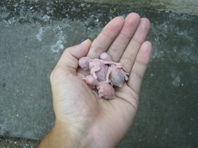 [DCAM5134.JPG]