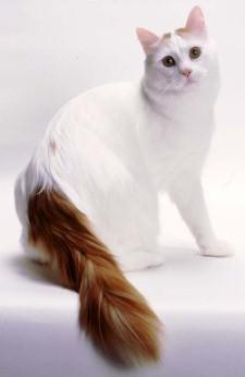 Portal De Gatos Razas De Gatos Van Turco