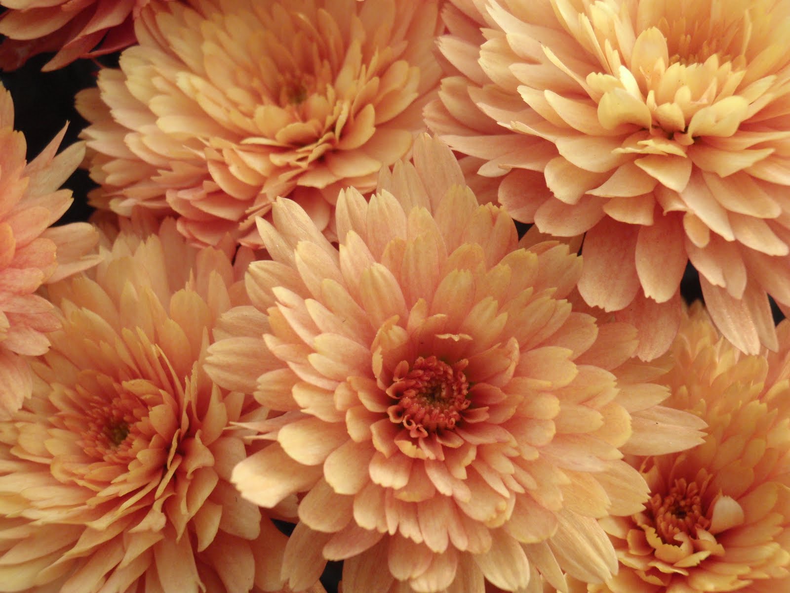 [Chrysanthemums+09+016.JPG]