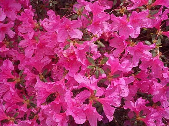 The azaleas are in bloom,