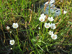 Flore de Fjord.