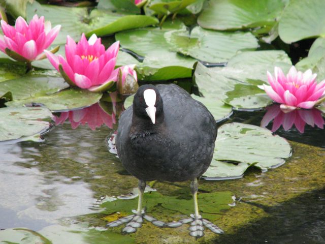 [Pensthorpe1.jpg]