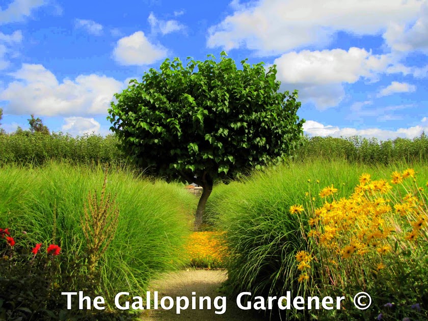 The Galloping Gardener