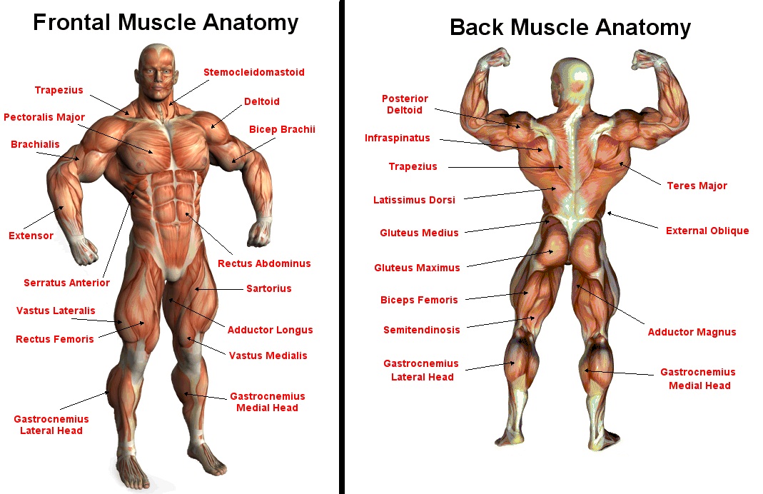 muscle+anatomy.jpg