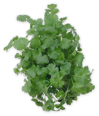 external image koriander1.jpg