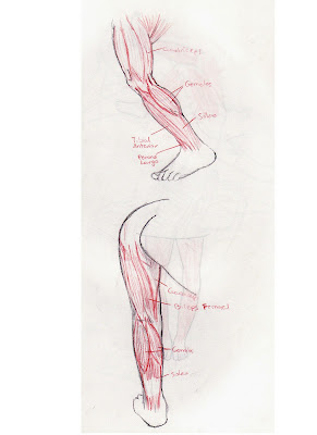 Lera Art ^_^ Mis dibujos, animaciones, esculturas, ediciones de video y más cosillas ^_^ Anatomia+pierna+humana