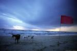 Nilavelli beach