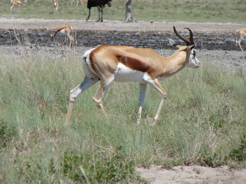 [Springbok.jpg]