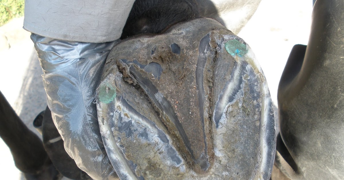 Slave to the Horse No Hoof... No Horse Sole Guard