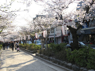 kamakura-wakamiyaooji-9-sakura-tunnel