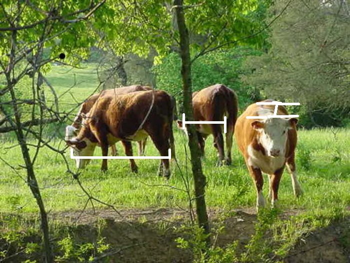 [cows_foreshortened.jpg]
