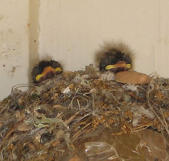 [babybirdschillin.jpg]
