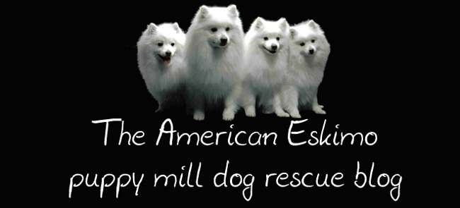 The American Eskimo Puppy Mill Dog Rescue Blog