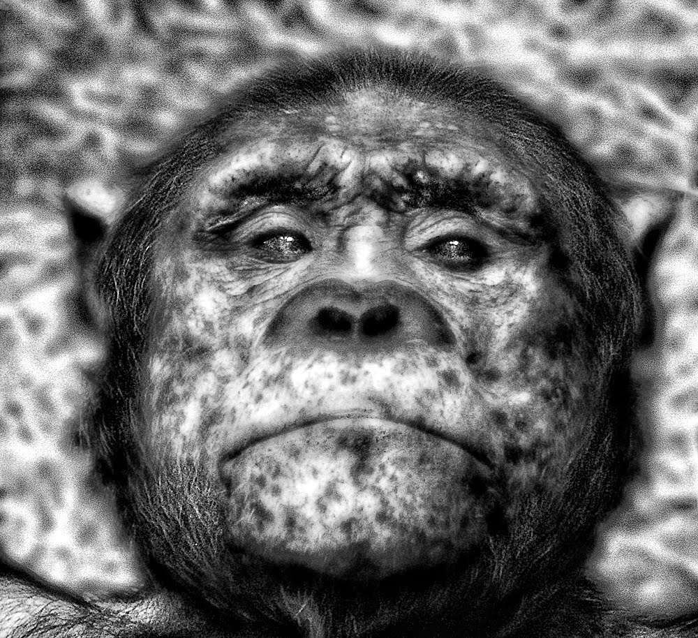 [ape+close1000+copyb+and+w.jpg]