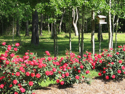 Red Knockout Roses