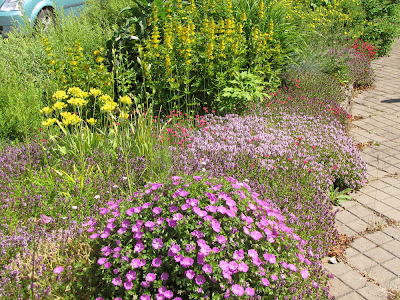 Drömmen om en trädgård: juli 2010