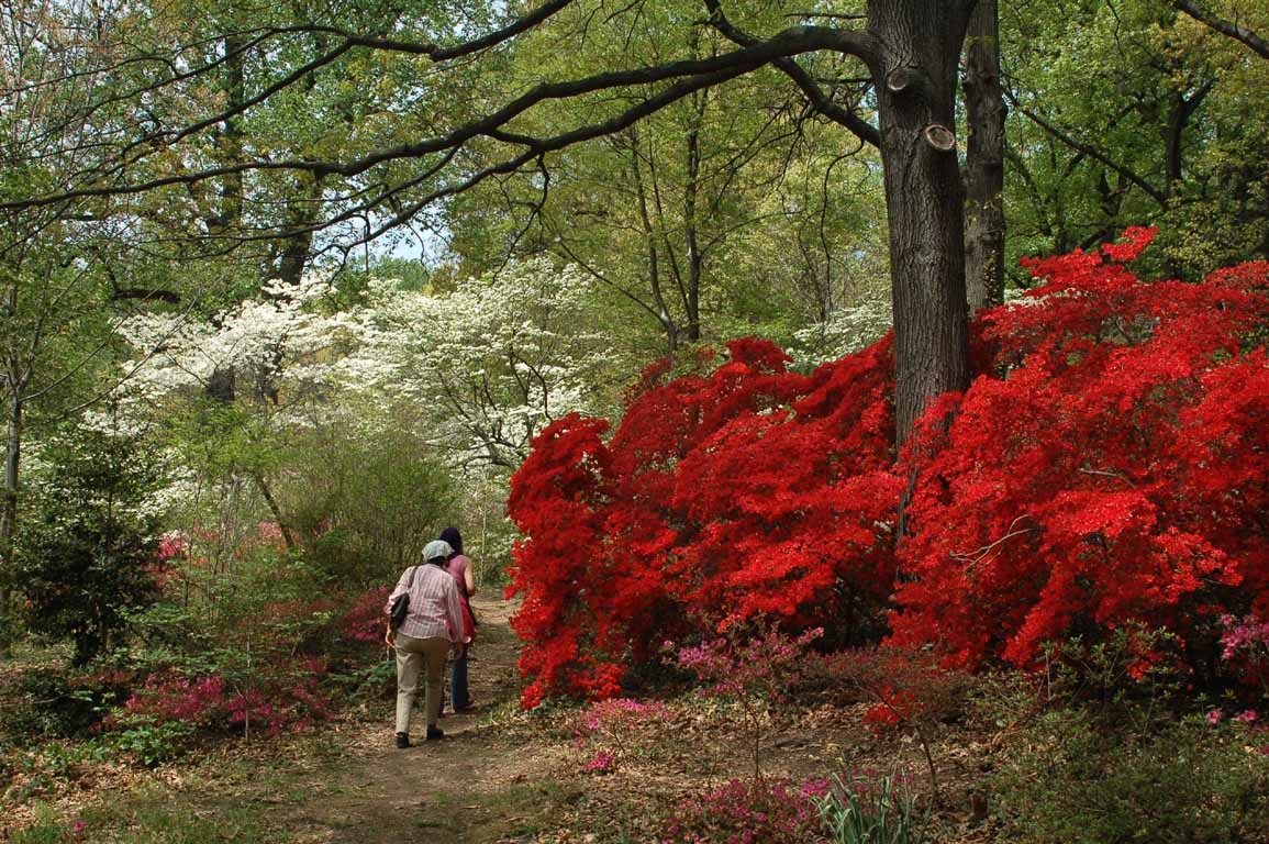 Save the Azaleas at the U.S. National Arboretum