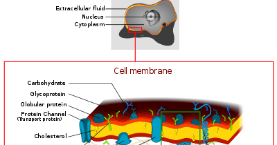 Cikgu Naza: [Biology Form 4] Plasma Membrane