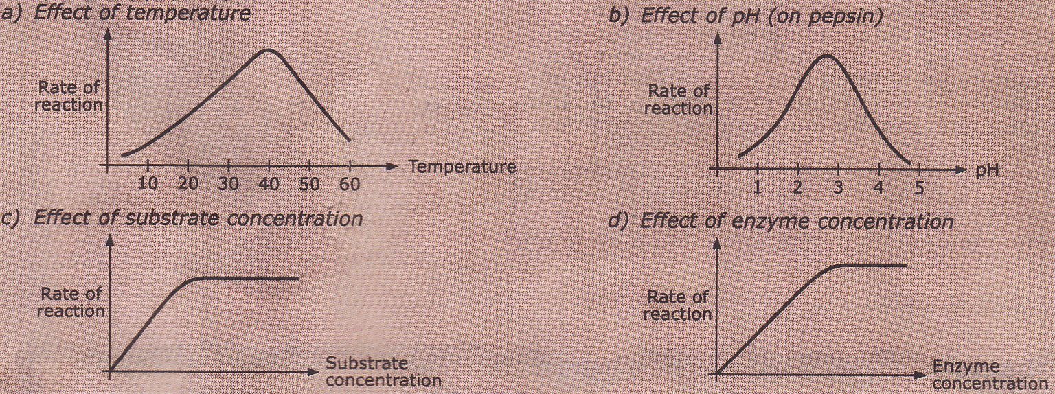Enzyme Extraordinaire BLOG MD.DIN AZAM GC BIOLOGY