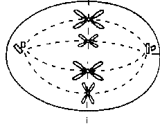 How Many Chromosomes