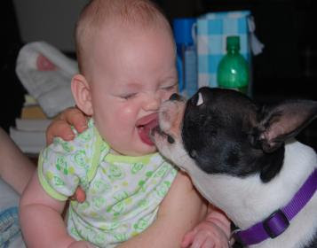 Why Do Dogs Like To Lick Babies Why Do Dogs Like To Lick Babies
