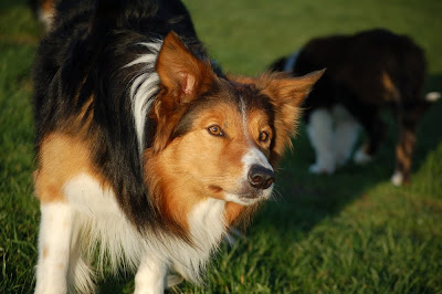 collie - chiots border collie nés le 17 mars DSC_0302