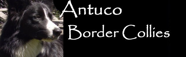 Antuco Border Collie