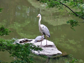 heron in hibiya park