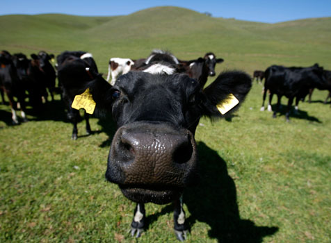 [cow.jpg]