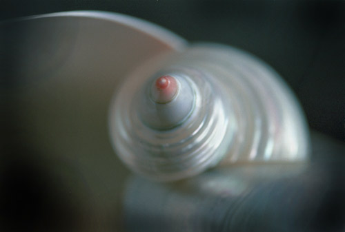 [SeaShell.jpg]