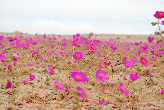 Fotos del Desierto Florido