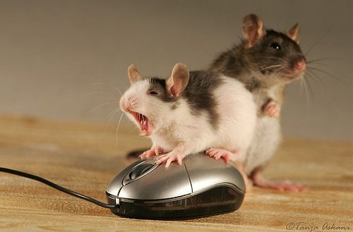 [3+RATOS.bmp]