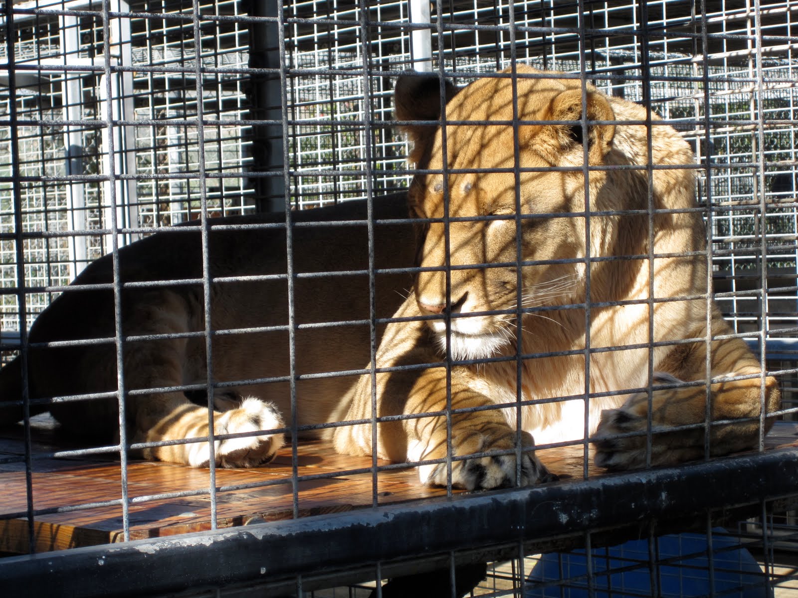 [America's-Teaching-Zoo-lioness.JPG]