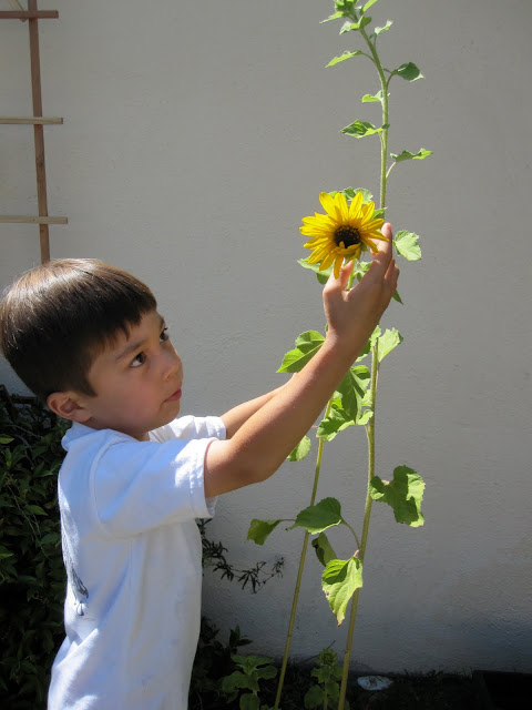 Touch a sunflower