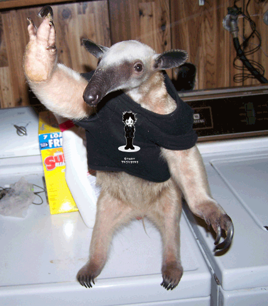 [scary_anteater.gif]