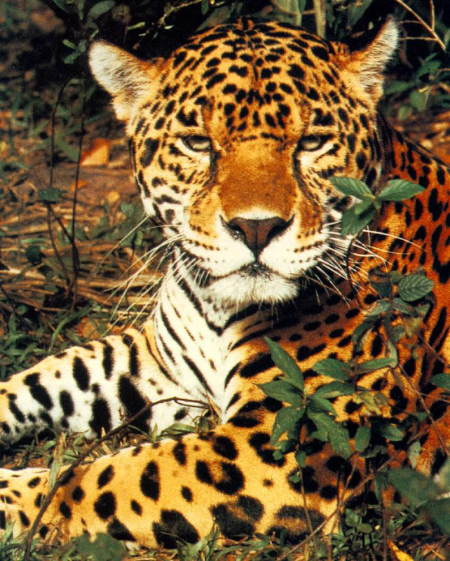 72 beautiful jaguar pictures: Beautiful Jaguar pictures P2 72 beautiful jaguar pictures: Beautiful Jaguar pictures P2