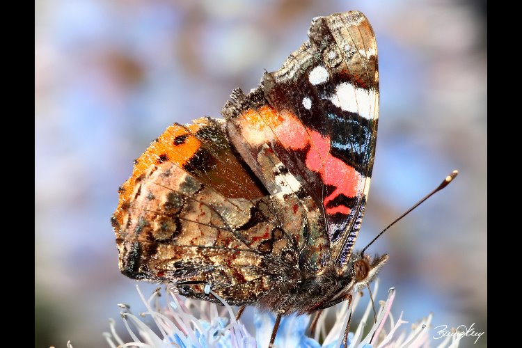 [...atalanta..._Bruno+Abreu_olhares.jpg]