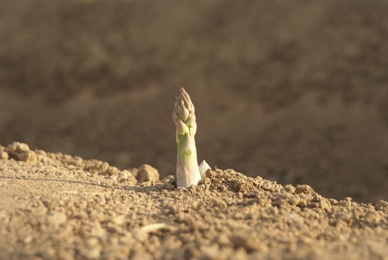 [spargel.jpg]